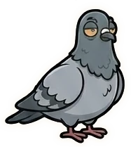 Bruno, a heavyset grey pigeon